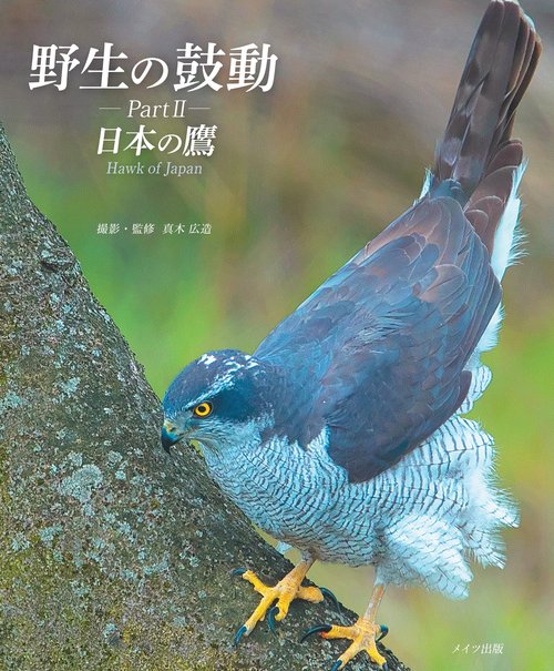 野生の鼓動 Part2 日本の鷹