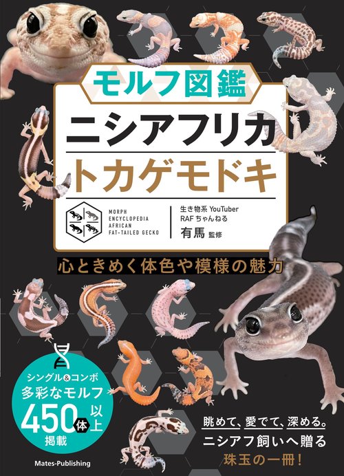 モルフ図鑑 ニシアフリカトカゲモドキ 心ときめく体色や模様の魅力