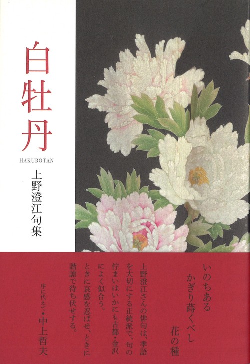 白牡丹