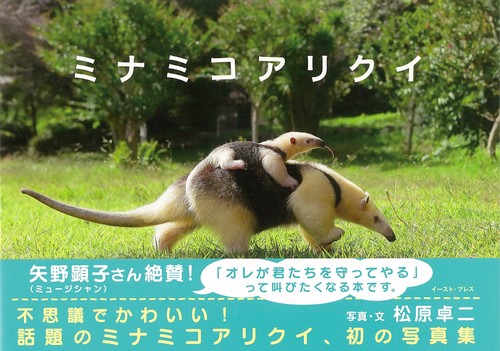 ミナミコアリクイ