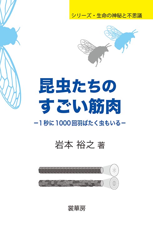 昆虫たちのすごい筋肉