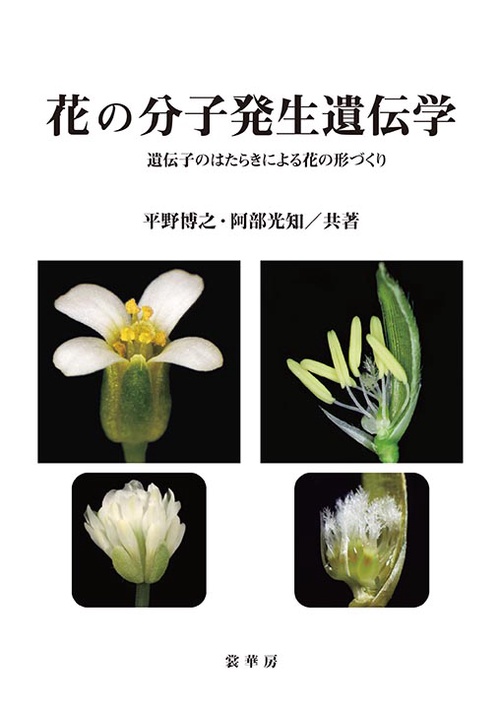 花の分子発生遺伝学 遺伝子のはたらきによる花の形づくり