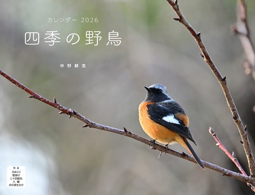 四季の野鳥 （イカロスカレンダー2026）
