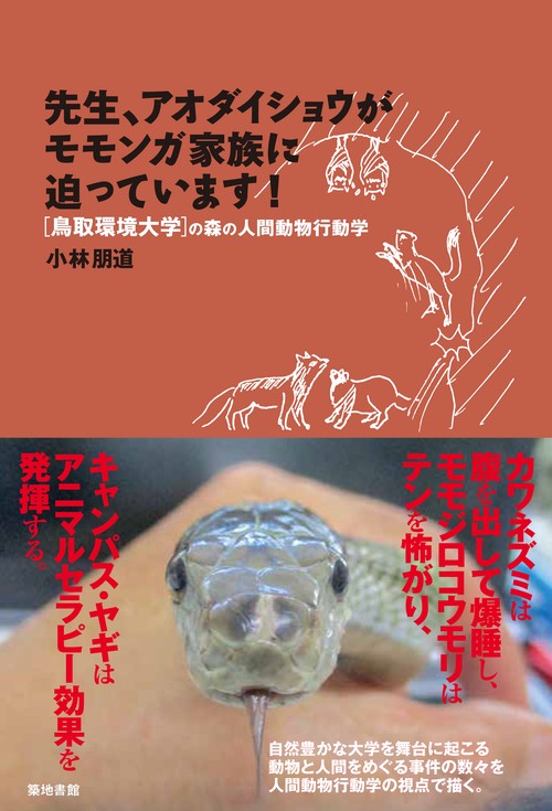 先生、アオダイショウがモモンガ家族に迫っています!