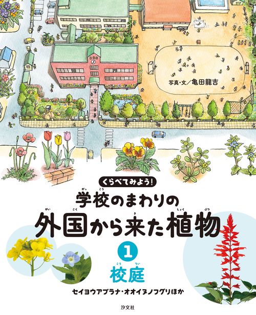 ①校庭　セイヨウアブラナ・オオイヌノフグリほか