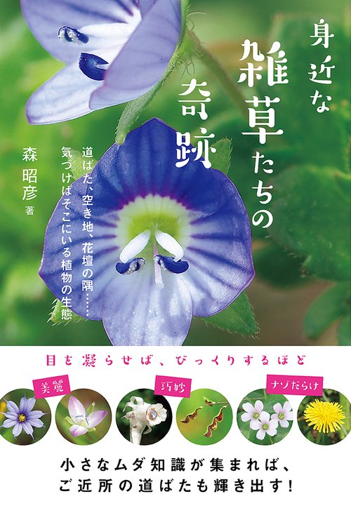身近な雑草たちの奇跡
