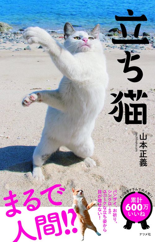 立ち猫 まるで人間!?ユニークな立ち姿から目が離せない!
