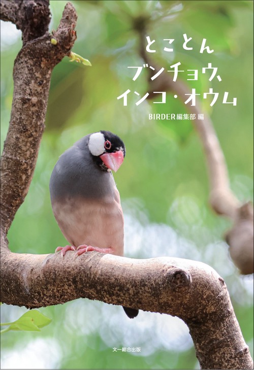 とことんブンチョウ、インコ・オウム