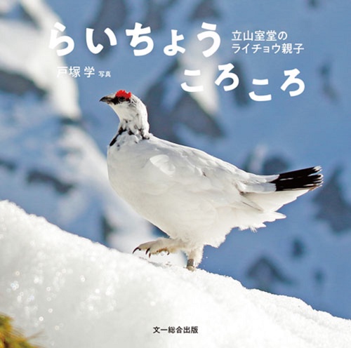 らいちょう ころころ