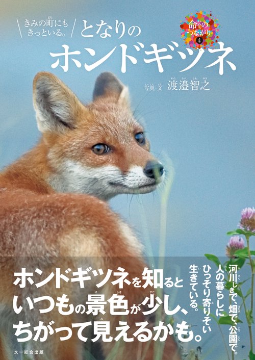 となりのホンドギツネ