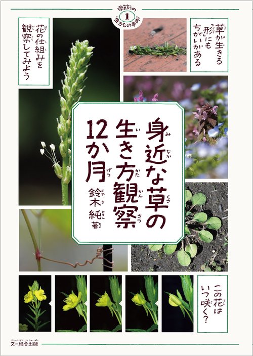身近な草の生き方観察12か月