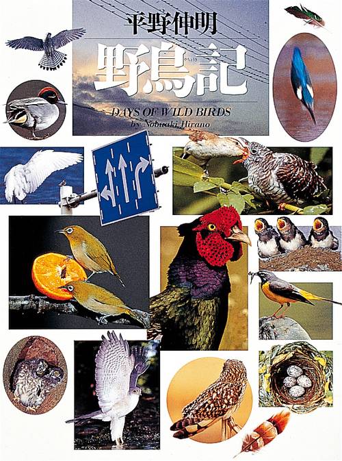 平野伸明 野鳥記
