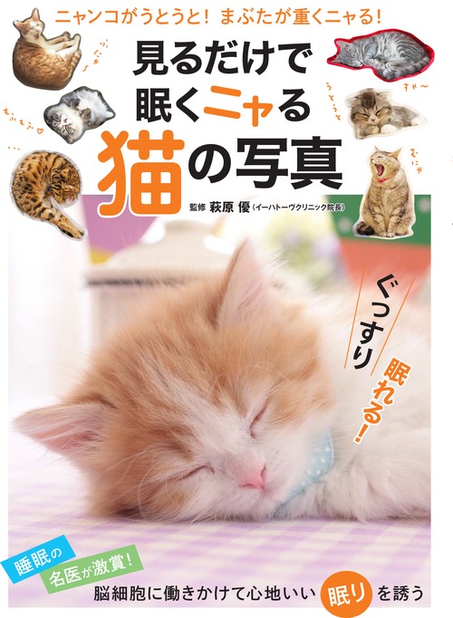 見るだけで眠くニャる猫の写真