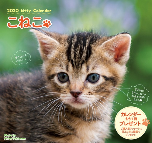 カレンダー '20 こねこ