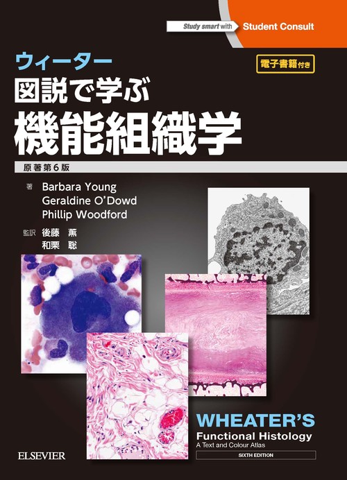 ウィーター図説で学ぶ機能組織学
