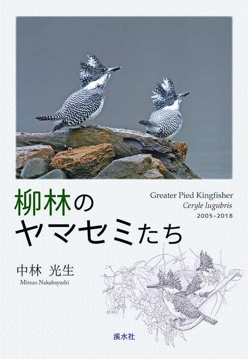 柳林のヤマセミたち
