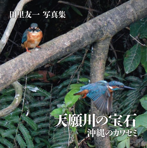 天願川の宝石　沖縄のカワセミ