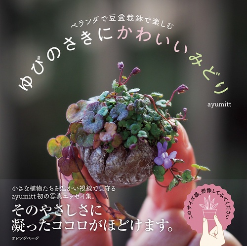 ベランダで豆盆栽鉢で楽しむ　ゆびのさきにかわいいみどり