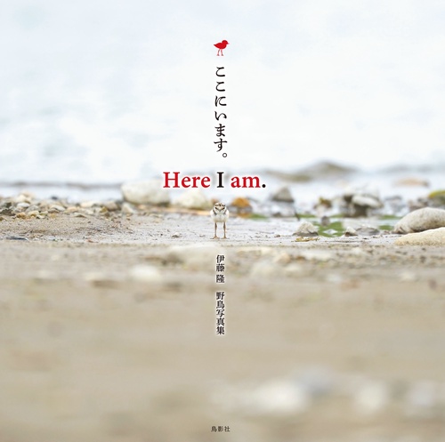 Here I am. ここにいます。伊藤隆 野鳥写真集