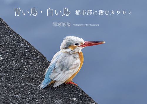 青い鳥・白い鳥 都市部に棲むカワセミ