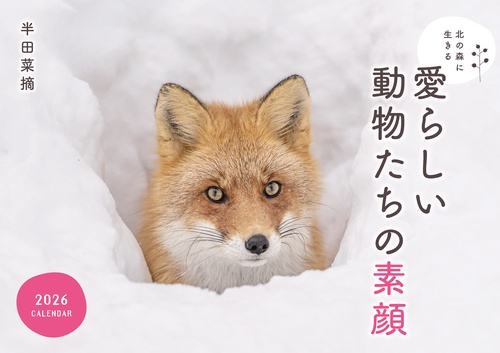 北の森に生きる愛らしい動物たちの素顔カレンダー 2026