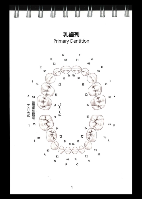 歯の形態　標本ガイド
