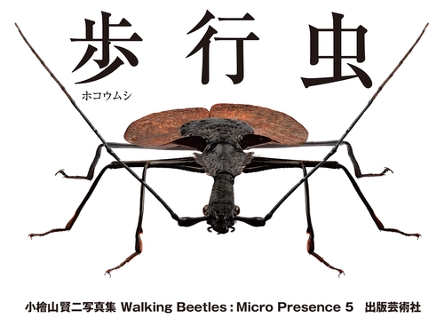 歩行虫