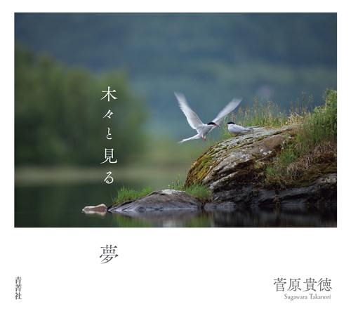 木々を見る夢
