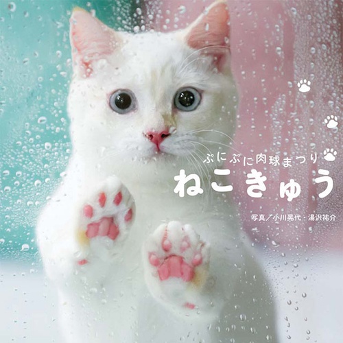ねこきゅう ぷにぷに肉球まつり