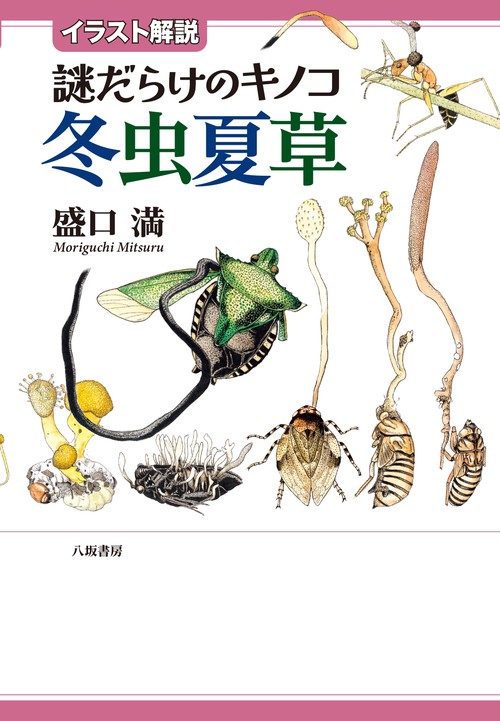 イラスト解説　謎だらけのキノコ　冬虫夏草