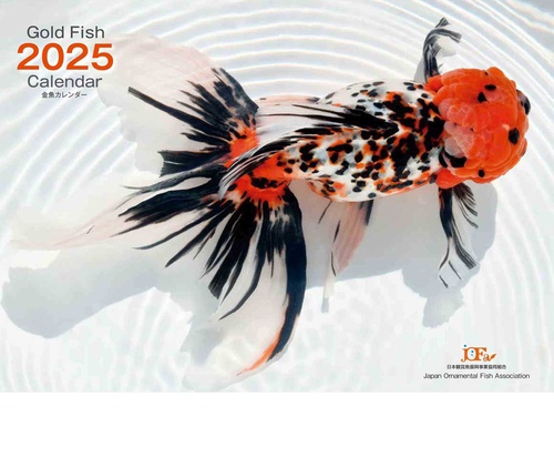 Gold Fish 金魚カレンダー 2025 （月めくり・壁掛け）