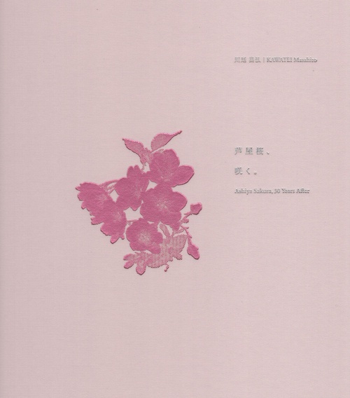 芦屋桜、咲く