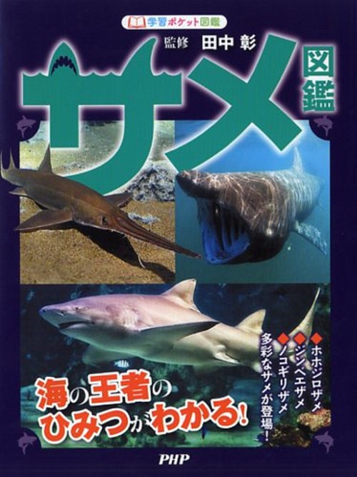 Dangerous Shark Great White Shark and Big Whale Shark Shark
