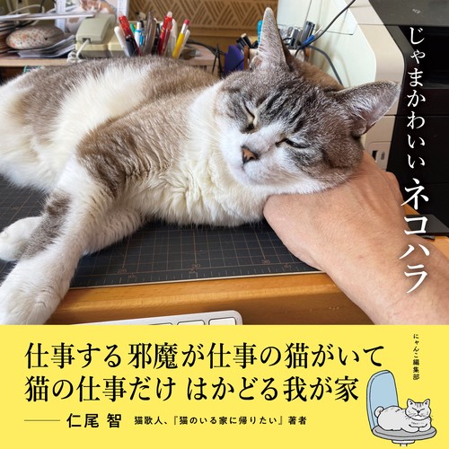 じゃまかわいいネコハラ